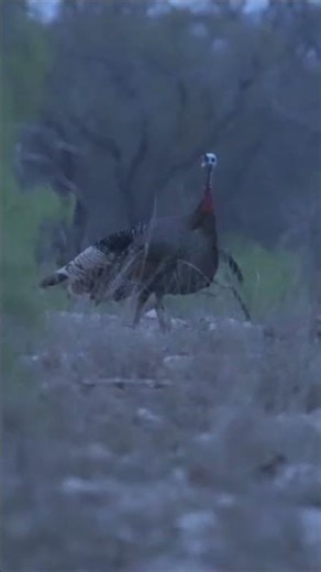 Turkey RUNS into range🦃👀