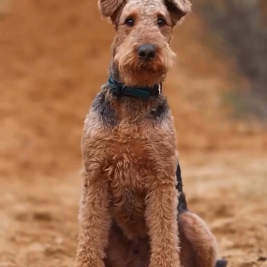 Airedale Terrier love ➖🫶🏻 📸 Credit: @heldtenhafte_momente | Airedale Terrier Dog