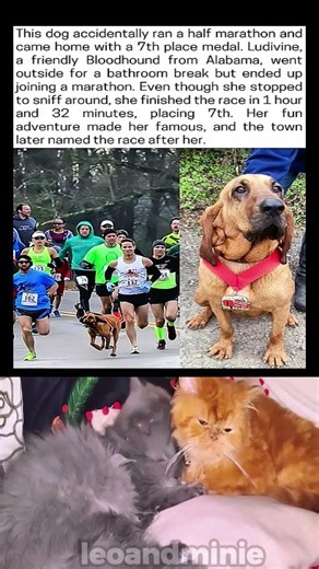 This dog accidentally ran a half marathon and came home with a 7th place medal.