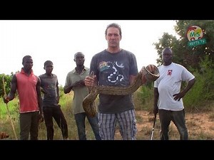 Reptil TV - Folge 66 - African Rock Python / Felsenpython-Jagd in Afrika