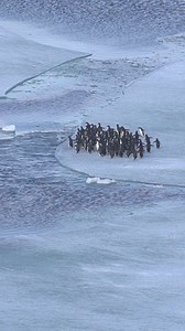 24K views · 230 reactions | #penguins #antarctica #nature #wildlife  @myeongoseo | Ron Hoenig MP | Facebook