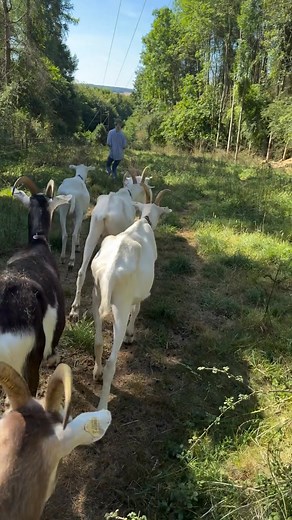 6.3K views · 121 reactions | Really, they are the GOATs!!  #jeremyclarkson #farmlife #ClarksonsFarm #farming #kalebcooper | Pure Farming Spirit | Facebook