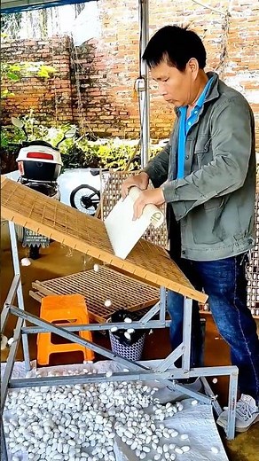 DIY Cocoon Harvest Tool: Tilted Rack Design for Quick and Efficient Separation!
