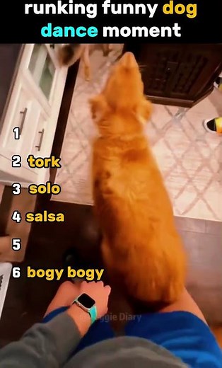 Ranking the Funniest Dog Dance Moments Ever! 🐶💃😂