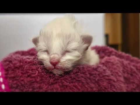 Ragdoll Newborns: Day 1-14