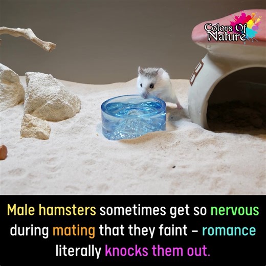 4.8K views · 278 reactions | Male hamsters | Colors Of Nature | Facebook