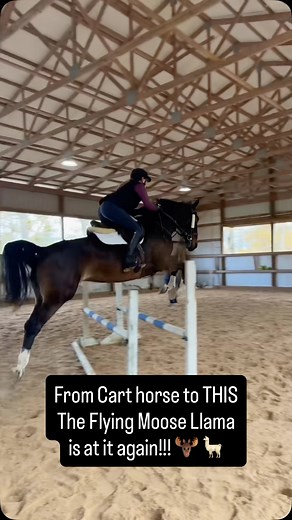 3.2K views · 3.8K reactions | Guys who is this horse?!? Seriously she...