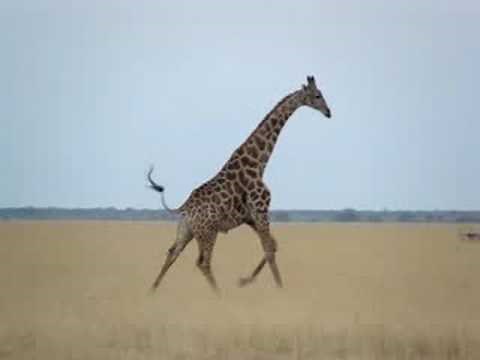 Running Giraffe in Botswana