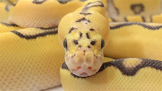 Watch where you swim! These are Georgia's 5 most snake-infested rivers, WorldAtlas says