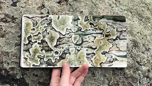 Skillshare Live: Painting Natural Textures With Watercolor | Rosalie Haizlett | Skillshare