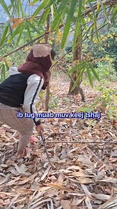 Los saib seb muab tau los tsis tau nawb | Hnub Ci