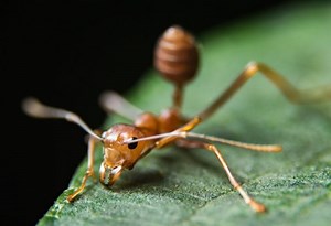 Fire Ant Bite Remedies | Busting Myths & Finding Relief! - Pest Samurai