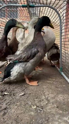 Smart Tunnel Chicken Run – Upgrade Your Poultry Farming#ChickenRun #FarmSetup