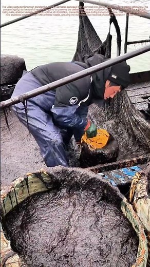 Sea to Shelf: The Art of Hand-Harvesting Seaweed