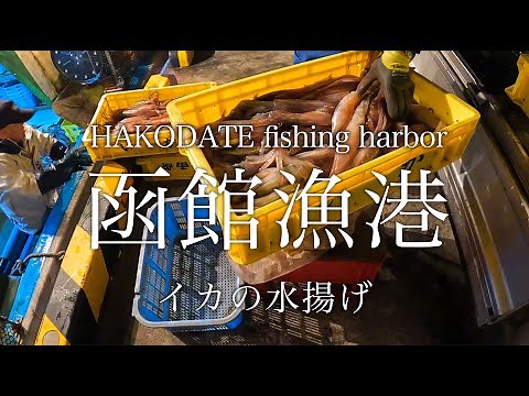 【 函館漁港 】真イカの水揚げ Landing of JAPANESE Common Squid at HAKODATE
