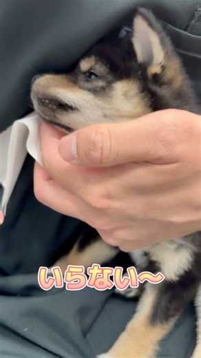 Shiba Inu hates being force-fed but tries his best