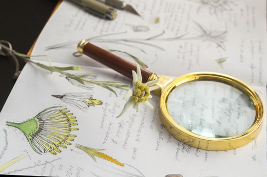 Botânica: o que é, áreas de estudo, importância - Brasil Escola