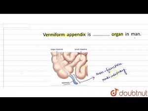 Vermiform appendix is `"_______"` organ in man.