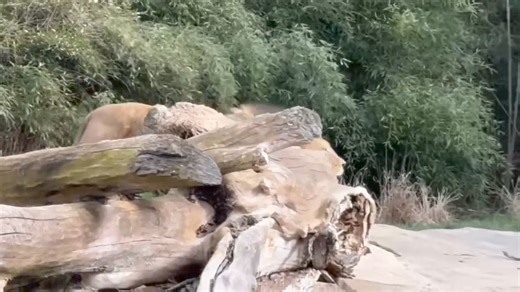 150K views · 4.5K reactions | Sound up to hear the amazing gutteral roar of a lion 女. This great video is brought to you by Great American Insurance Group | Cincinnati Zoo & Botanical Garden | Facebook