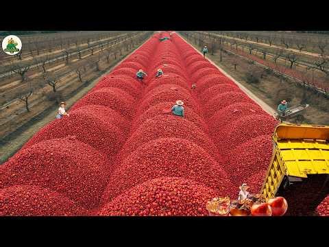 They Turn Apple Waste Into Something Incredible – Inside a Mind-Blowing Pomace Process!