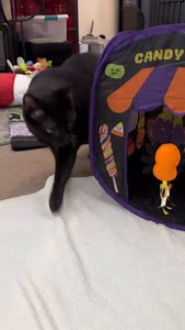 2.3K reactions · 63 shares | As a cat with a sweet tooth, this Candy Store pop-up Halloween house is truly purrfect for me!  Thank you to my furriends at @petsmart for gifting me this pawesome house--a fun spot to hang out during spooky season and beyond! #iwantcandy #gifted #petsmart #candystore #halloweencat | Manny the Halloween Cat | Facebook