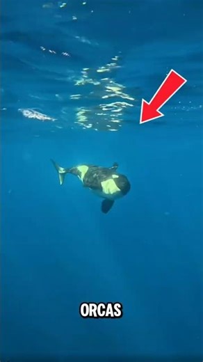 Dive into the majestic world of the orca! 🐋✨ #shorts #animalfacts