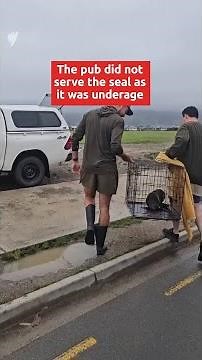 New Zealand bar gets a seal surprise