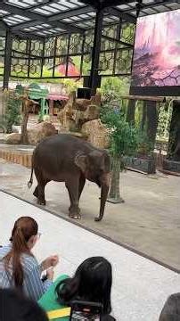 Gajahnya pintar akting #shorts #gajah