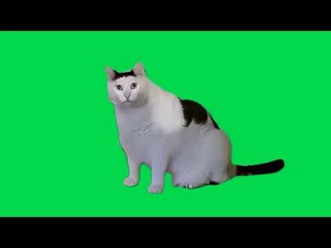 huh cat meme
