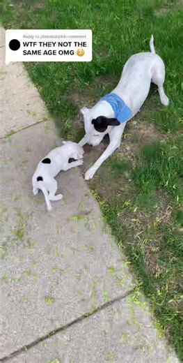 Roxy and Remi on TikTok