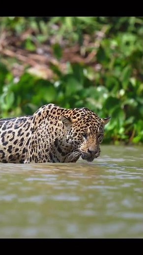 Leopard vs Jaguar 🐆🔥 | Who Has the Strongest Bite? 😱