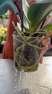 2.2K views · 25 reactions | Did you get your first orchid at Orchids: Love in Bloom and need watering tips? Sommer is here to help! Watch the roots turn from grey to green right before your eyes Surround yourself with thousands of orchids at Orchids: Love in Bloom! Tickets: https://holdenfg.org/events/cleveland-botanical-garden/orchids/ | Cleveland Botanical Garden | Facebook
