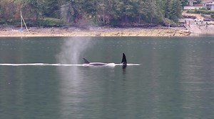 1.2K views | Puget Sound Express on Reels | Facebook