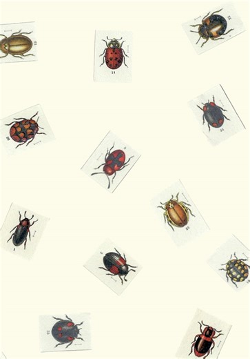 The Journey of a Ladybird's Egg