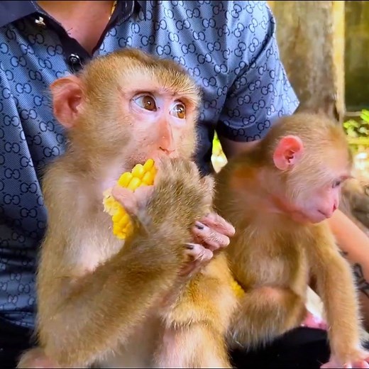 Watch the heartbreaking moments of Kaka's confiscated monkey family [Part 02] | Monkey TV