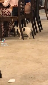 Comel pulak budak tu | Dunia Kucing Malaysia
