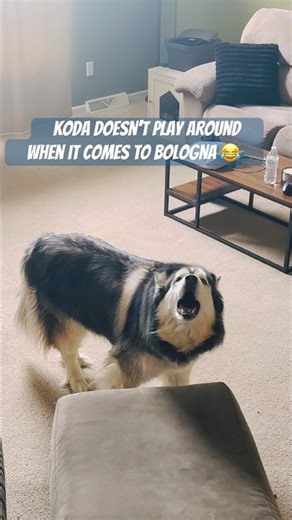 What’s your dogs trigger word? Please tell me it’s weirder than “Bologna”😂 #youtubeshorts #youtube