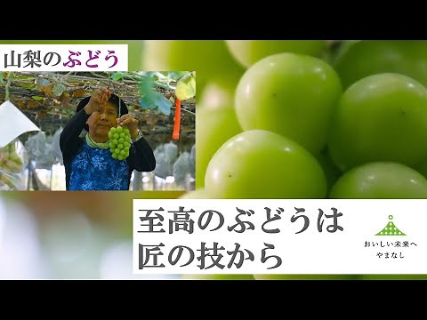 【ぶどう版】山梨県はぶどう・ももの生産量日本一！極上の果実を作る匠の一年に密着