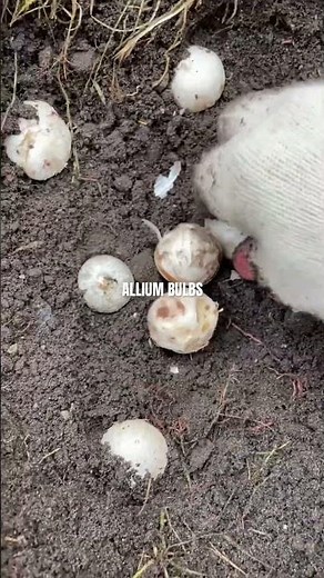 Time to Plant Allium Bulbs