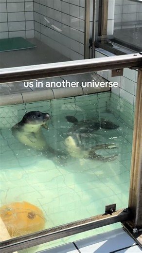 god i love seals #seals #friendships #besties #fr | seals