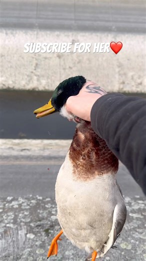 Duck hunting with black Labrador #shorts #hunting #fishing