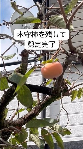 [Because autumn has arrived] Persimmon harvesting, pruning, and fertilization work #gardener #per...