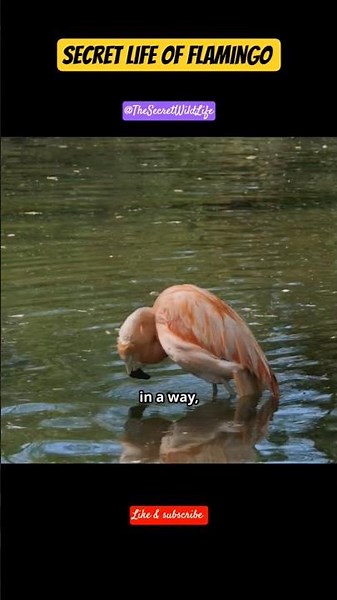 Secret life of Flamingo 👆🏻#trending #facts #flamingo #birds#birdwatching#shorts#viralshorts#wildlife