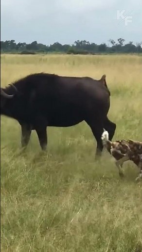 Wild Dogs vs Buffalo Herd | Africa’s Most Efficient Predators