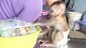 71K views · 3.1K reactions | So lovely!! Baby Boy Iron Sitting On Table Wait & Help Mom Cleaning His Bottle Milk | Monkey familys | Facebook