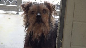 63K views · 693 reactions | ADOPTED - moved to SAFE Album on 04/28...