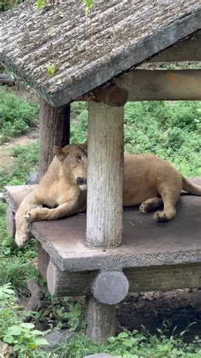 China National Day Jack In Zoo See A Big Cat.