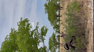 Oryx antelope in the wild. Safari in Africa, African savannah wildlife.