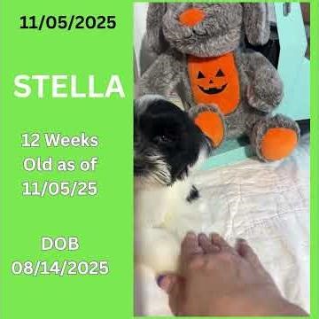 MEET STELLA the Miniature Schnoodle #california #puppy #cuteanimal #pets #cutedog