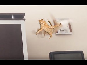 Epic Cat Jump Fail 2016